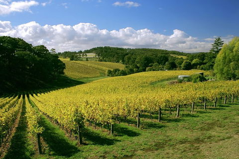 McLaren Vale And Glenelg Wine Tasting And Sightseeing (Half-day Afternoon) - Attractions Perth 4