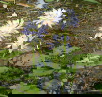 Yellow Water Cruise - Kakadu - Attractions Perth