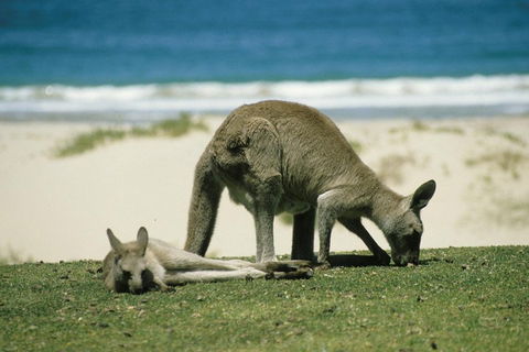Great Ocean Road Highlights Tour - 2 Days, 1 Night - Attractions Perth 2