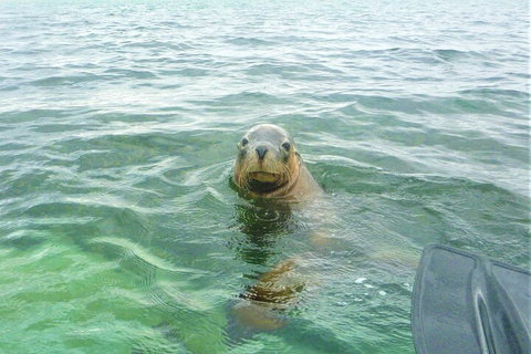 Seal Island And Penguin Island Or Point Peron Sea Kayak Tour - Attractions Perth 1