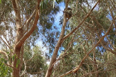 Kangaroo Island 4WD Tour - Best Of KI In 2 Days - Attractions Perth 0