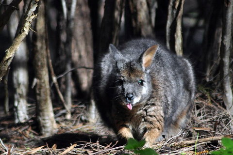 Small-Group Kangaroo Island 4WD Night Tour - Attractions Perth 1