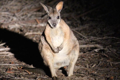 Small-Group Kangaroo Island 4WD Night Tour - Attractions Perth 3