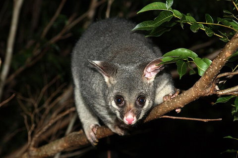 Small-Group Kangaroo Island 4WD Night Tour - Attractions Perth 5