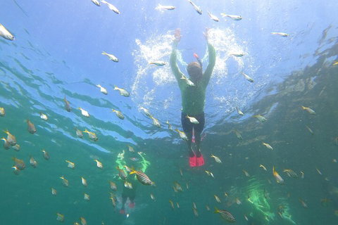 Manly Snorkel Trip And Nature Walk With Local Guide - Attractions Perth 0