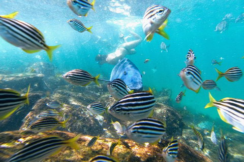 Manly Snorkel Trip And Nature Walk With Local Guide - Attractions Perth 2
