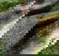 1-Hour Tasmanian Devil Feeding Day Tour at Cradle Mountain - Attractions Perth