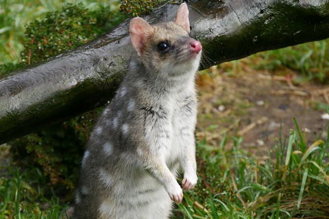 1-Hour Tasmanian Devil Feeding Day Tour At Cradle Mountain - Attractions Perth 0