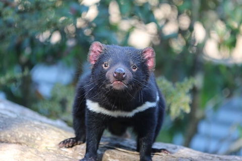 1-Hour Tasmanian Devil Feeding Day Tour At Cradle Mountain - Attractions Perth 1