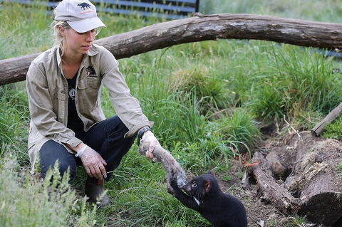 1-Hour Tasmanian Devil Feeding Day Tour At Cradle Mountain - Attractions Perth 2