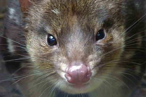 1-Hour Tasmanian Devil Feeding Day Tour At Cradle Mountain - Attractions Perth 3