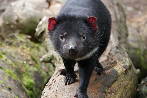 1-Hour Tasmanian Devil Feeding Day Tour At Cradle Mountain - Attractions Perth 4