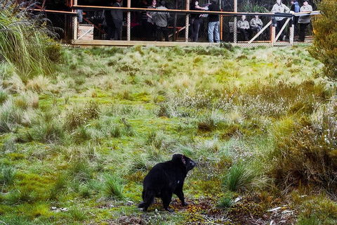 1-Hour Tasmanian Devil Feeding Day Tour At Cradle Mountain - Attractions Perth 5