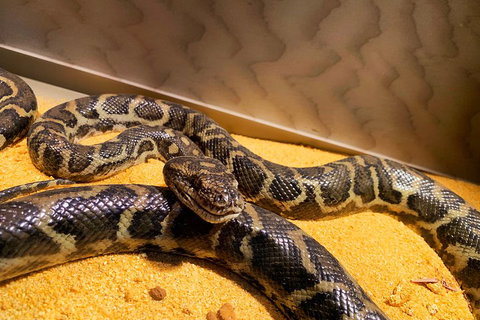 Pinnacles Desert (Private) Day Tour - Attractions Perth 1