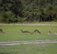 Yanchep  Lancelin - Wildlife Cave And Sands - Attractions Perth