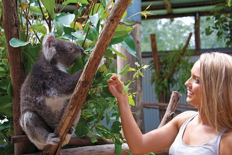 Private Guided Tour: Blue Mountains Tour From Sydney - Attractions Perth 5