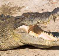 4-Day Cairns Ultimate Combo Daintree Rainforest Reef Kuranda  Paronella Park - Attractions Perth