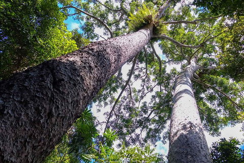 Paronella Park And Millaa Millaa Falls Full-day Tour From Cairns - Attractions Perth 1