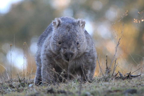 Ultimate Blue Mountains And Wildlife Tour - Attractions Perth 3