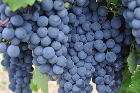 Barossa Valley Cellar Doors Luxury Wine Tour - Attractions Perth 4