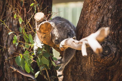 Phillip Island Medium Size Group Tour - Attractions Perth 1
