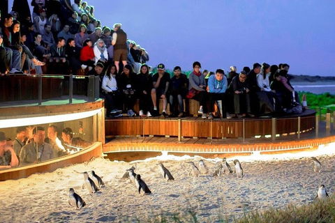 Phillip Island Medium Size Group Tour - Attractions Perth 3