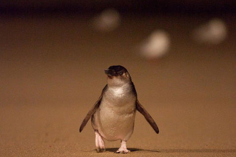 Phillip Island Medium Size Group Tour - Attractions Perth 4