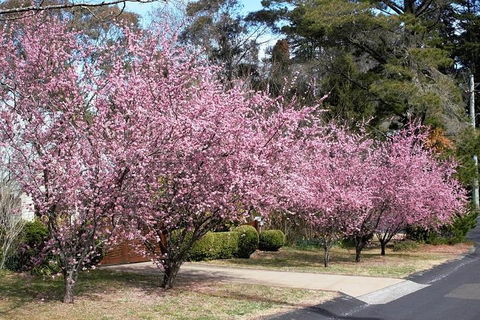 Blue Mountains - Attractions Perth 1