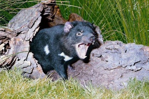 Private Blue Mountains Tour With Kangaroo And Koala Experience - Attractions Perth 0