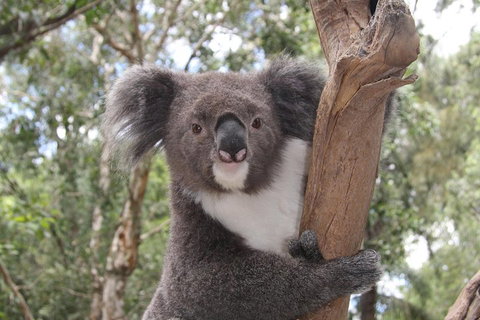 Private Blue Mountains Tour With Kangaroo And Koala Experience - Attractions Perth 2
