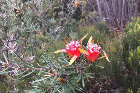 Private Blue Mountains Tour With Kangaroo And Koala Experience - Attractions Perth 4