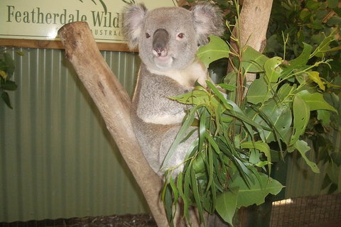 Private All Blue Mountains Day Tour - Attractions Perth 0