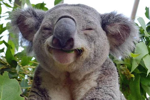 Private All Blue Mountains Day Tour - Attractions Perth 2