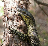 Byron Bay Combo Hinterland Tour Including Minyon Falls and Kayaking with Dolphins - Attractions Perth