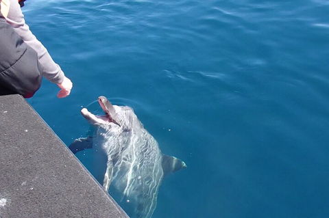 Noosa Wild Dolphin Safari - Attractions Perth 0