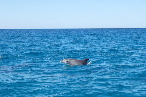 Noosa Wild Dolphin Safari - Attractions Perth 1