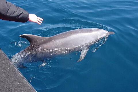Noosa Wild Dolphin Safari - Attractions Perth 2