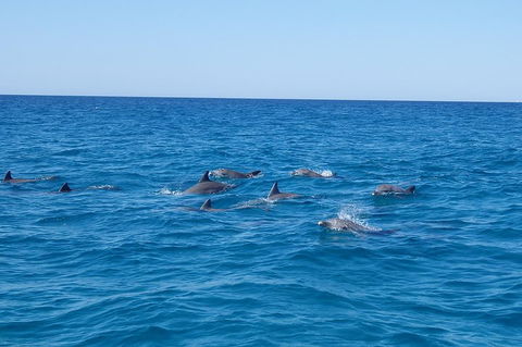 Noosa Wild Dolphin Safari - Attractions Perth 3