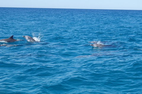 Noosa Wild Dolphin Safari - Attractions Perth 4