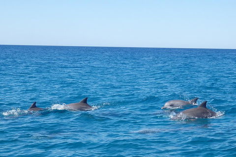 Noosa Wild Dolphin Safari - Attractions Perth 5