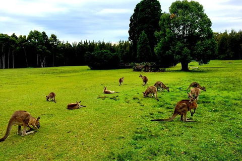 Blue Mountains Off The Beaten Track 4WD Day Adventure - Attractions Perth 2