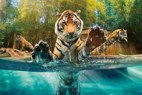 Croc Express To Australia Zoo From Gold Coast - Attractions Perth 3