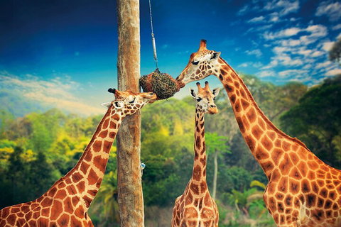 Croc Express To Australia Zoo From Gold Coast - Attractions Perth 5