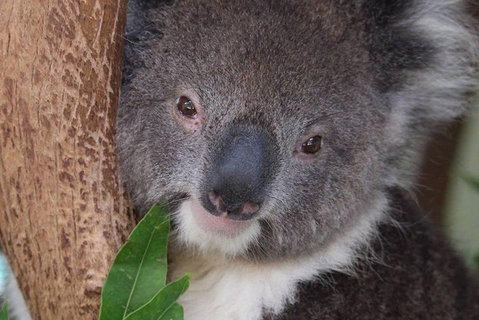 All Inclusive Blue Mountains Small-Group Day Trip From Sydney - Attractions Perth 1