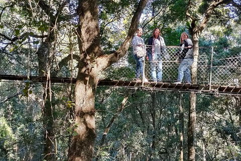 Lamington National Park, O'Reilly's & Vineyard Tour - Attractions Perth 2