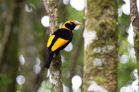 Lamington National Park, O'Reilly's & Vineyard Tour - Attractions Perth 4