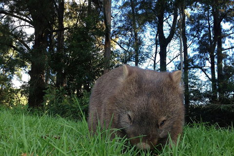 From The Mountains To The Bay - 4 Day Rediscovery Private Tour - Attractions Perth 5
