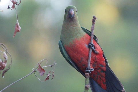Inside The Greater Blue Mountains World Heritage - A Wildlife Safari Overnight - Attractions Perth 0
