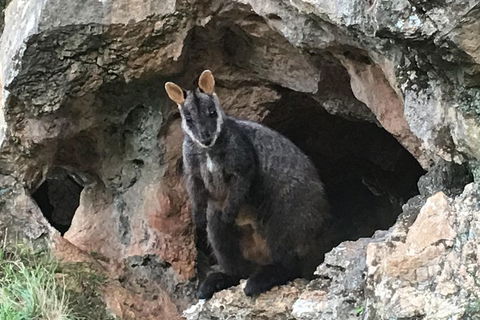 Inside The Greater Blue Mountains World Heritage - A Wildlife Safari Overnight - Attractions Perth 1