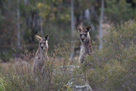 Inside The Greater Blue Mountains World Heritage - A Wildlife Safari Overnight - Attractions Perth 2
